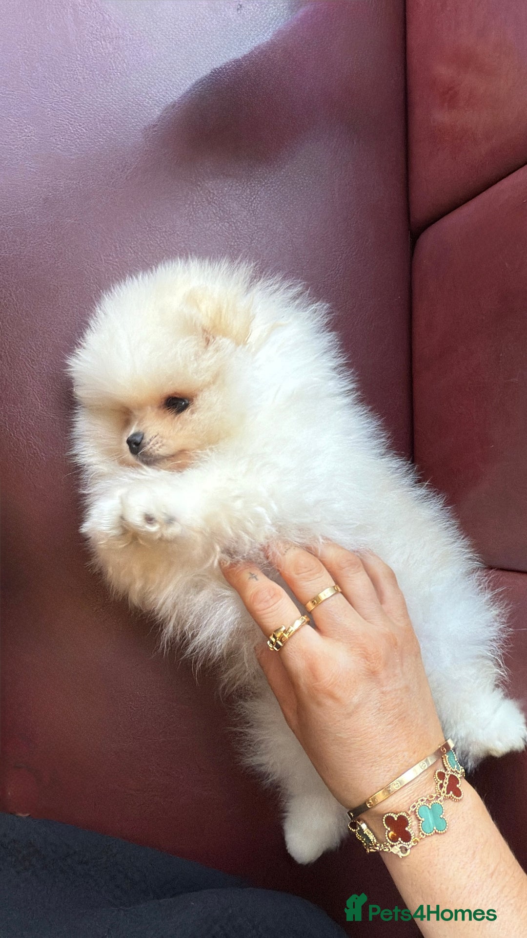 Pomeranian dogs for sale: Mini Pomeranian boy - Image 3