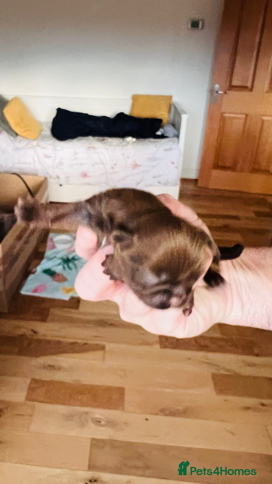 Shih Tzu dogs for sale: Shih Tzu Puppies - Advert 7