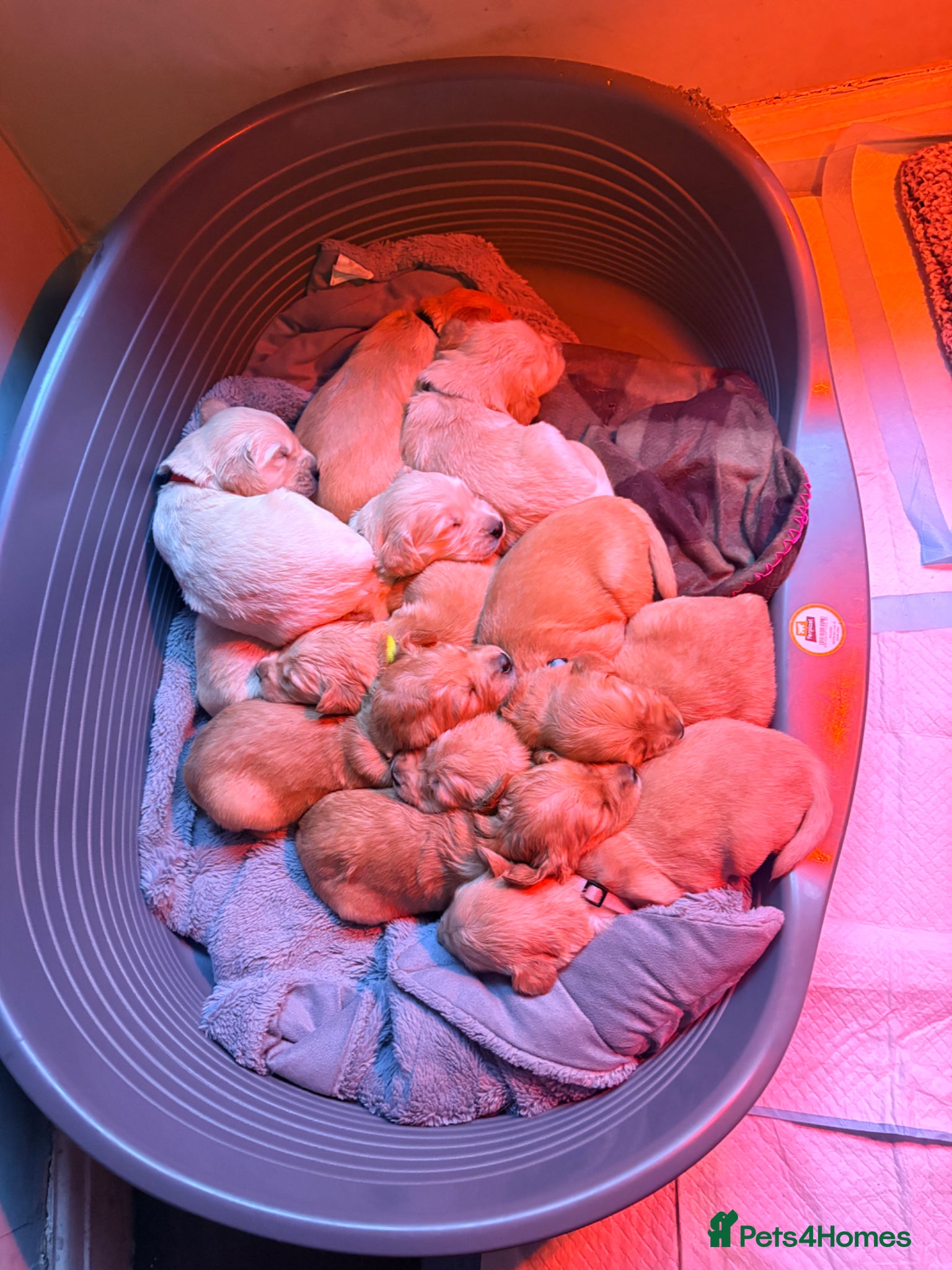 Golden Retriever dogs KC Registered Golden Retriever puppies - Advert 1