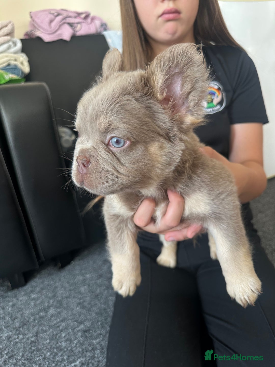 French Bulldog dogs for sale: Nice French puppies  - Image 13