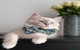 Ragdoll cats for sale: Ready to leave!!😻 Beautiful GCCF Boy Kittens - Image 2