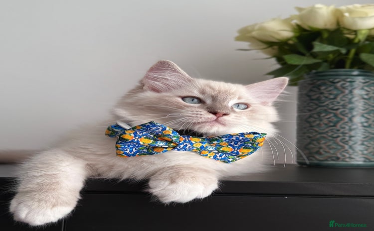 Ragdoll cats - Advert 5