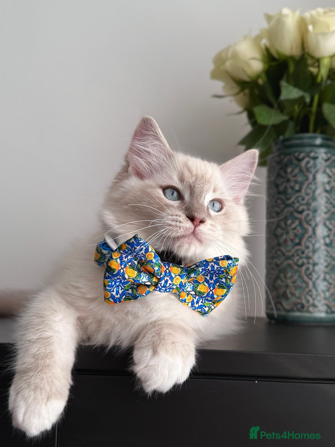 Ragdoll cats for sale: Ready to leave!!😻 Beautiful GCCF Boy Kittens - Image 2