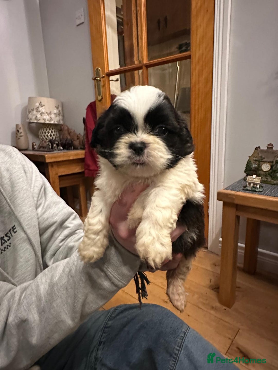 Shih Tzu dogs for sale: 6 Shih Tzu Puppies for Sale - Advert 2