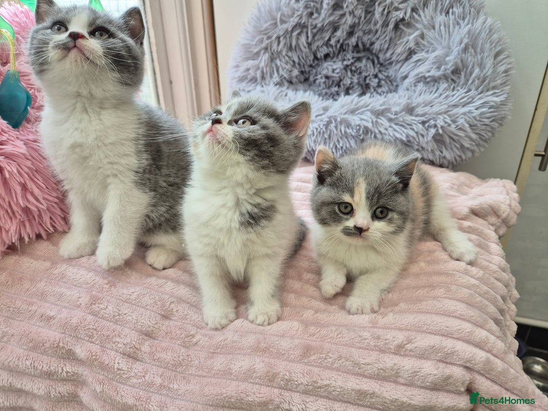 British Shorthair cats for sale: GCCF reg with champions in pedigree - Image 14