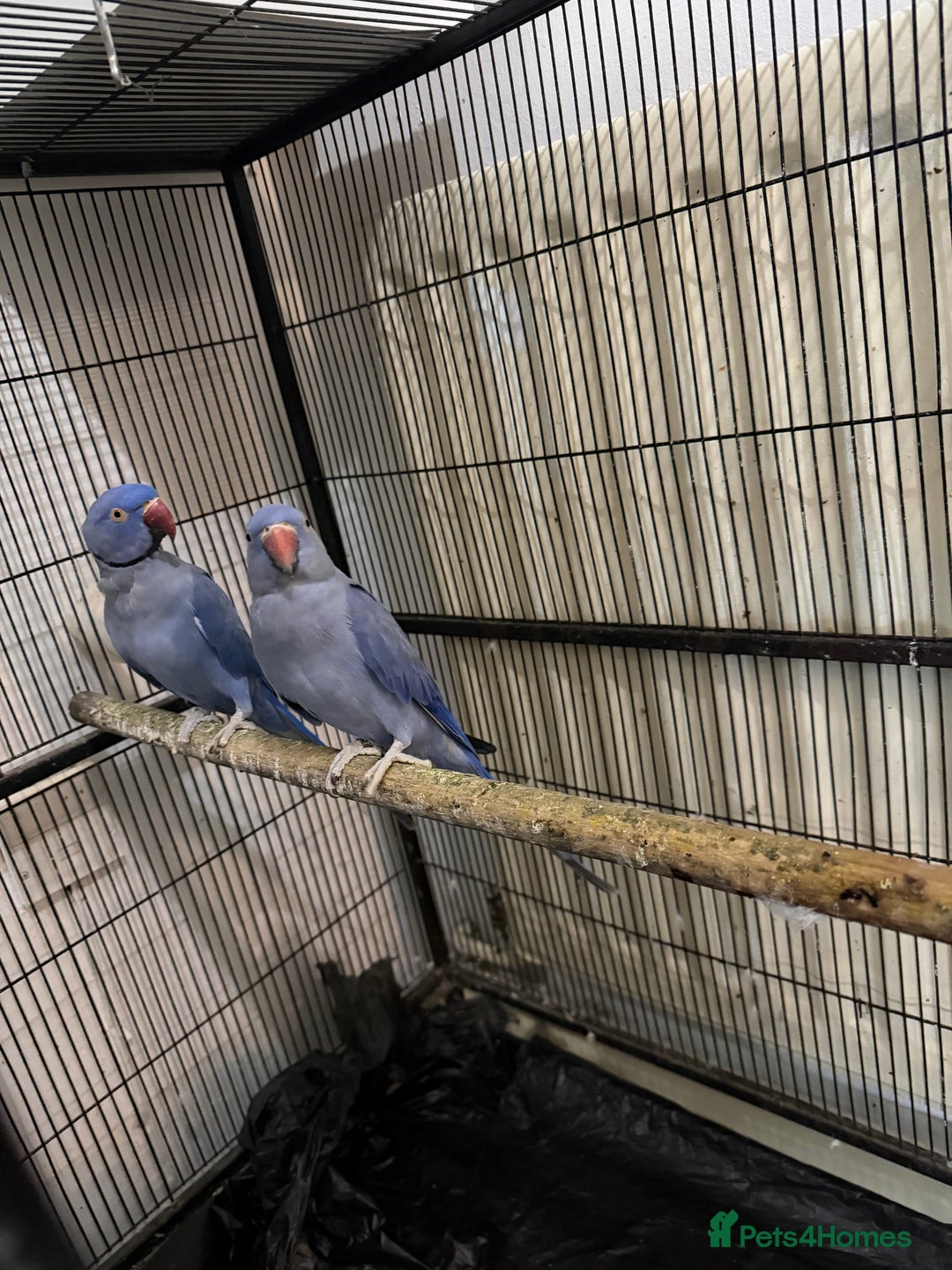 Ringnecks birds for sale: Ringneck pair Violet  - Advert 7