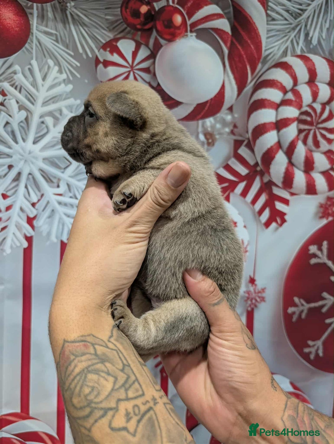 Chow Chow dogs for sale: French chows  - Advert 28