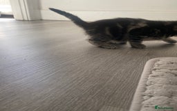 Mixed Breed cats for sale: Sweet Little Kittens Searching for Forever Home - Image 16