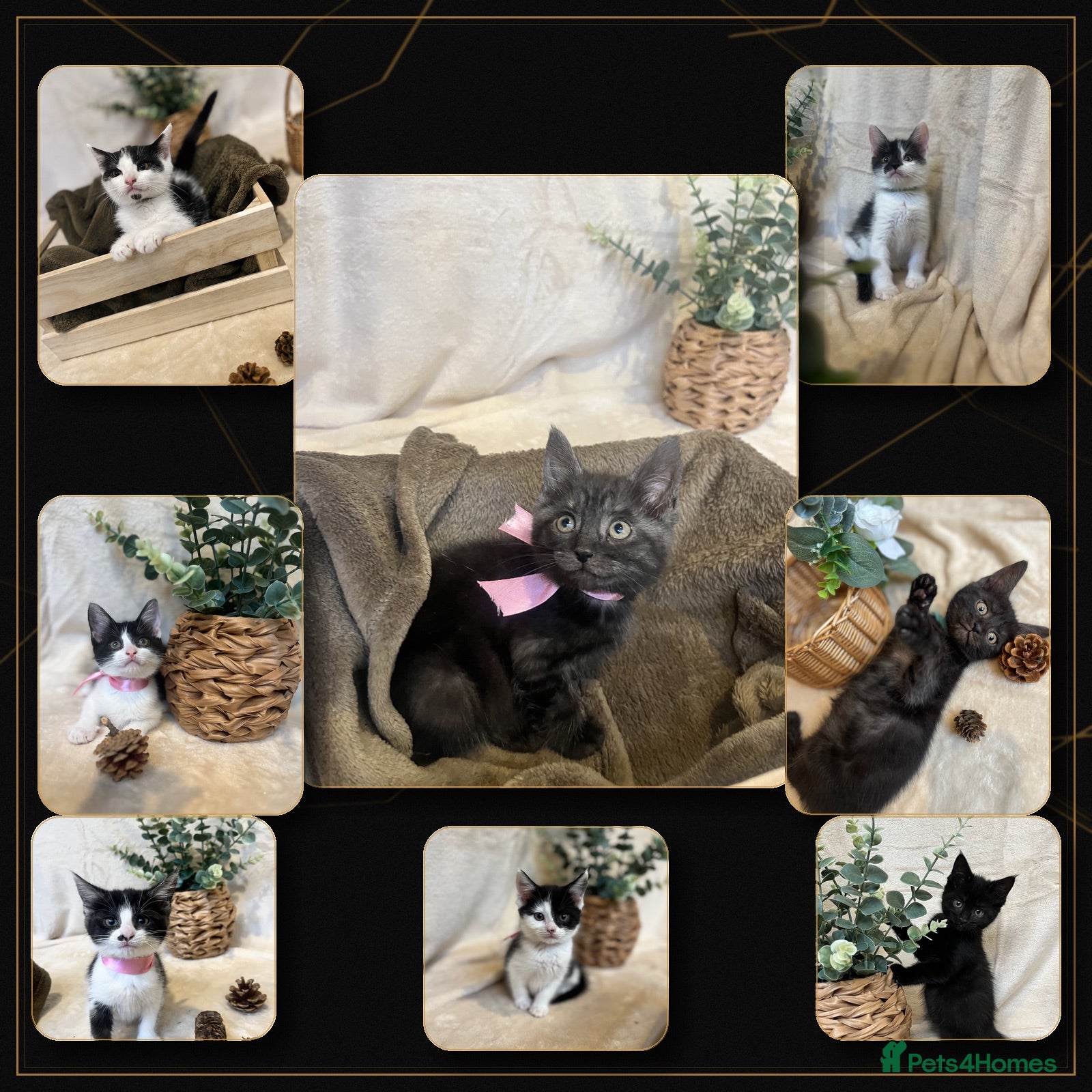 Maine Coon cats Maine Coon x Kittens | Black Smoke Mum 🖤🤍 - Advert 1