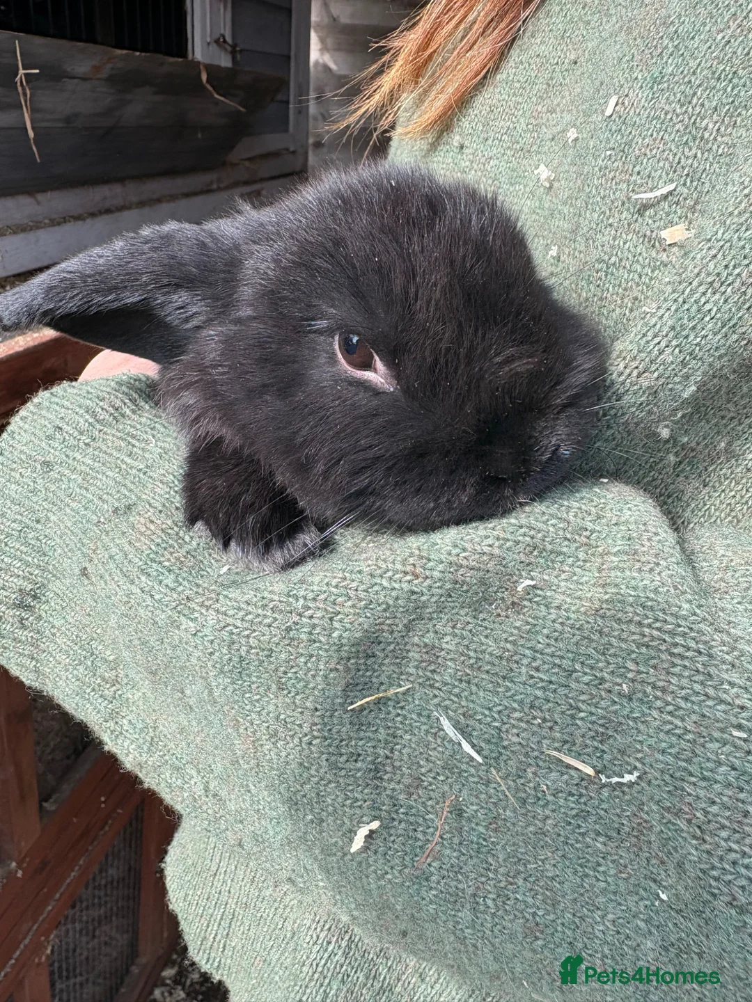 Mini Lop rabbits for sale: Mini Lops - Advert 4