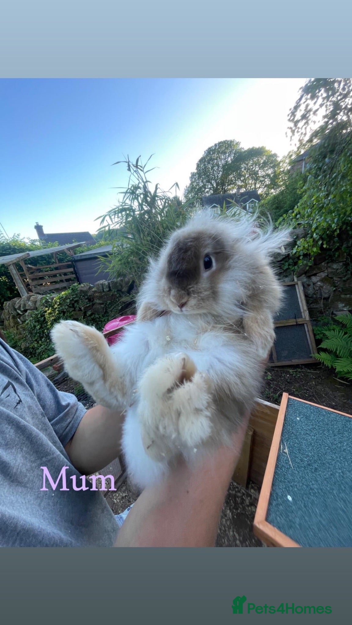 Mini Lion Lop rabbits Mini lips going to be due for August  - Advert 8