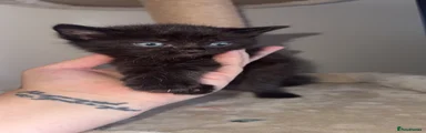 Domestic Shorthair 2