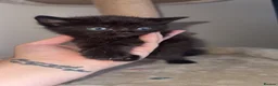 Domestic Shorthair cats for sale: 2 female kittens  - Advert 3