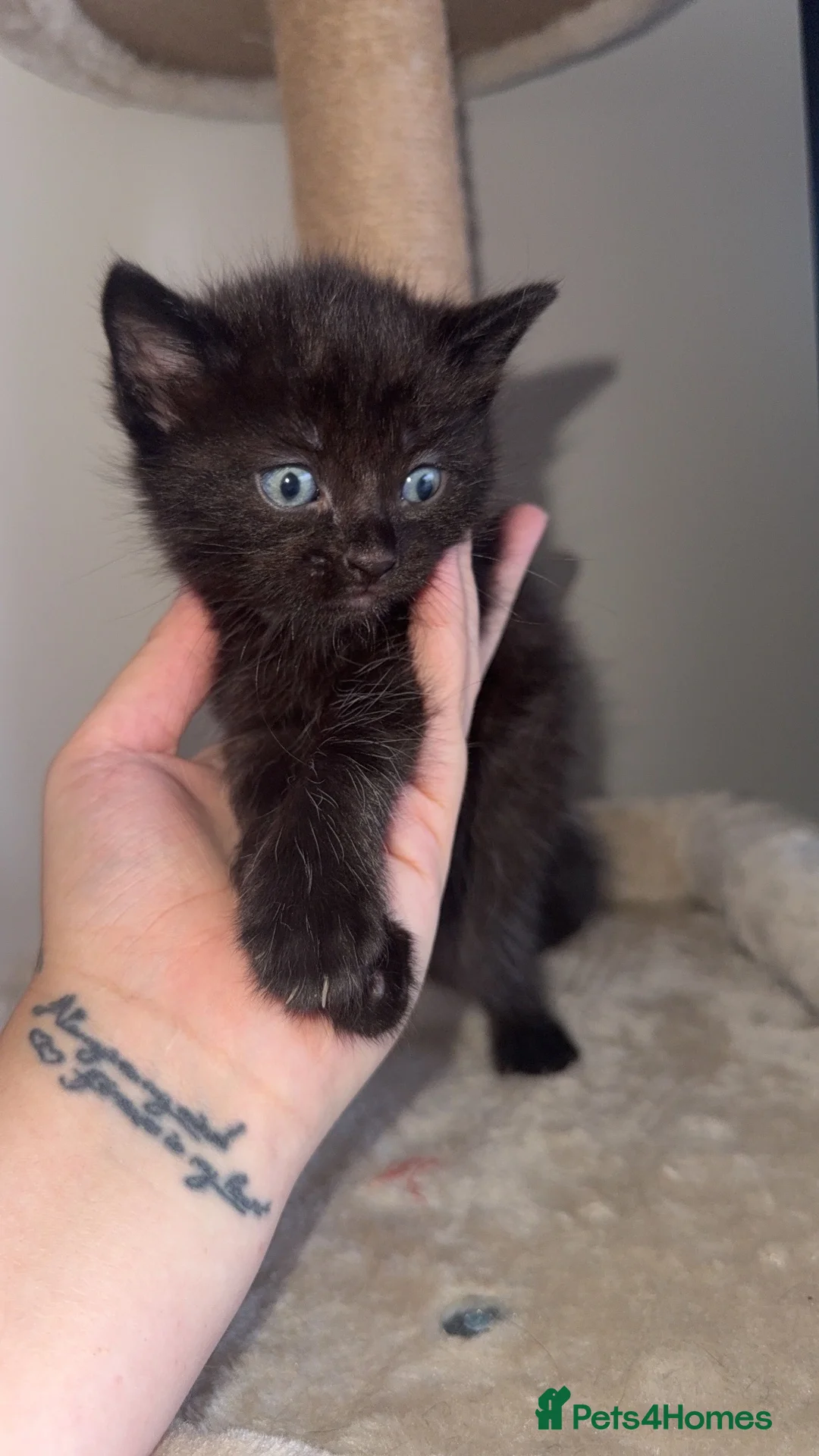 Domestic Shorthair cats for sale: 2 female kittens  - Advert 3