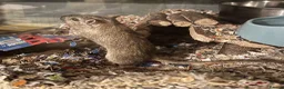 Gerbil rodents for sale: Dusty Gerbil in Eastleigh - Advert 1