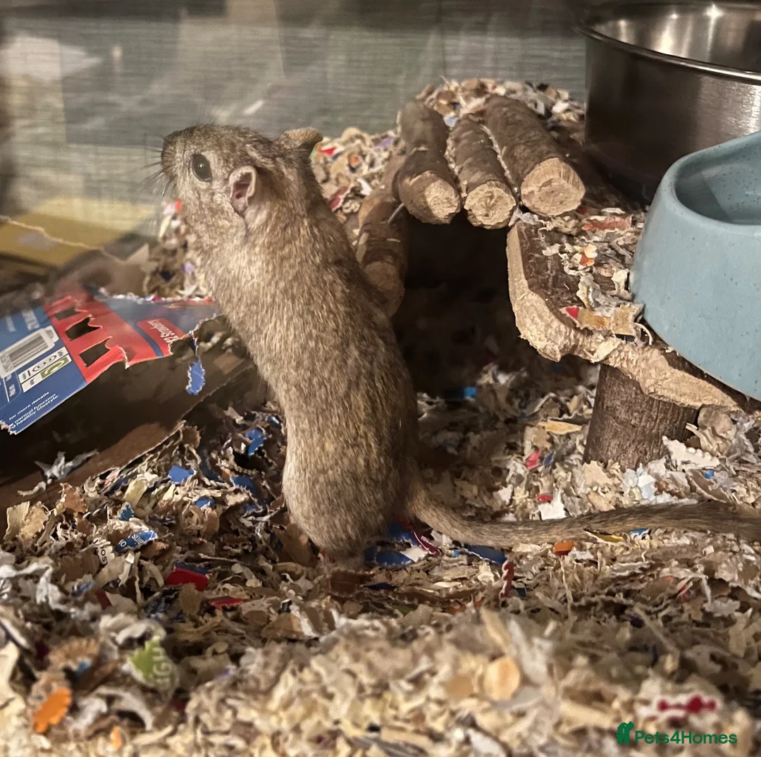 Gerbil rodents for sale: Dusty Gerbil in Eastleigh - Advert 1