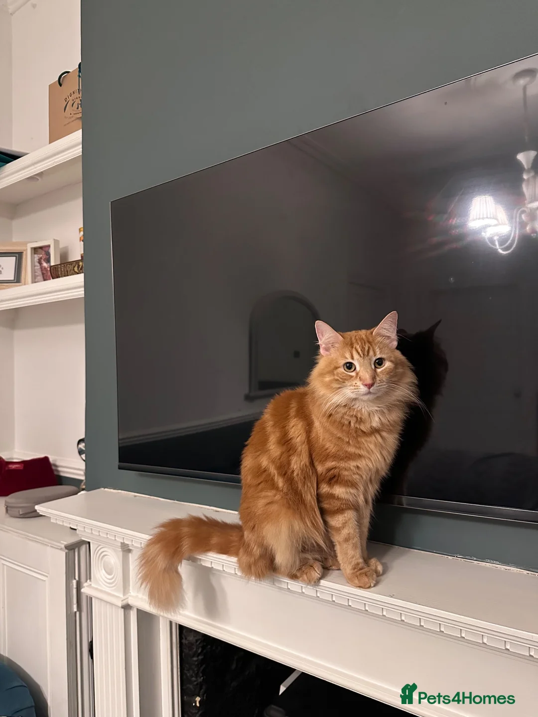 Domestic Shorthair cats for sale: 3 Adorable Kittens Looking for Their Forever Homes - Advert 2