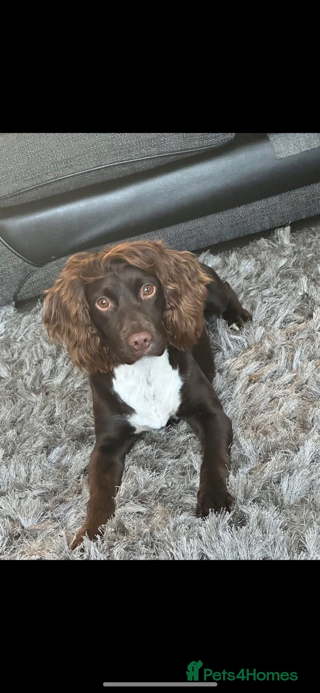Cocker Spaniel dogs for sale: Cocker Pups  - Advert 4