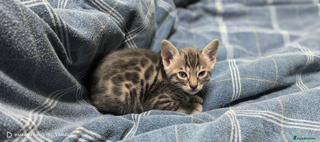 Bengal cats for sale: Sweet Bengal Kittens For Sale  - Image 20