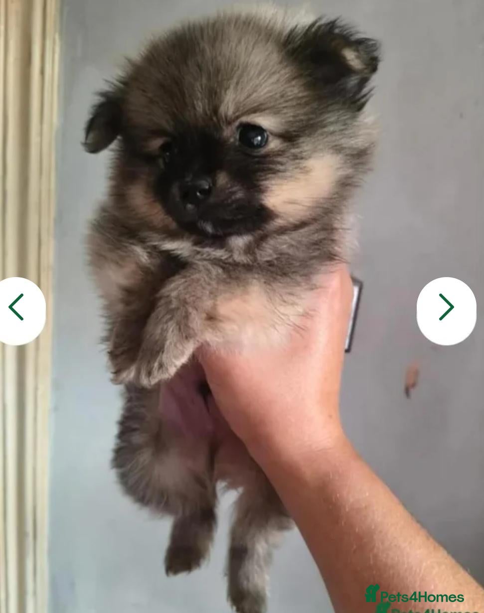 Pomeranian dogs 🐾 🐾 Adorable Pomeranian Puppies Ready Now 🐾🐾 - Advert 2