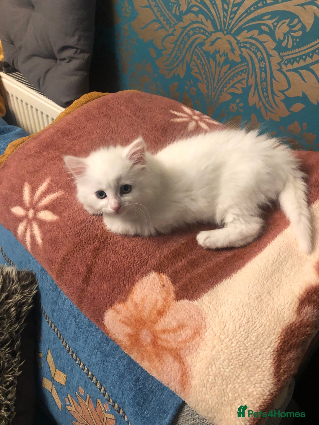 Mixed Breed cats for sale: Beautiful male kitten ready for new home - Advert 7