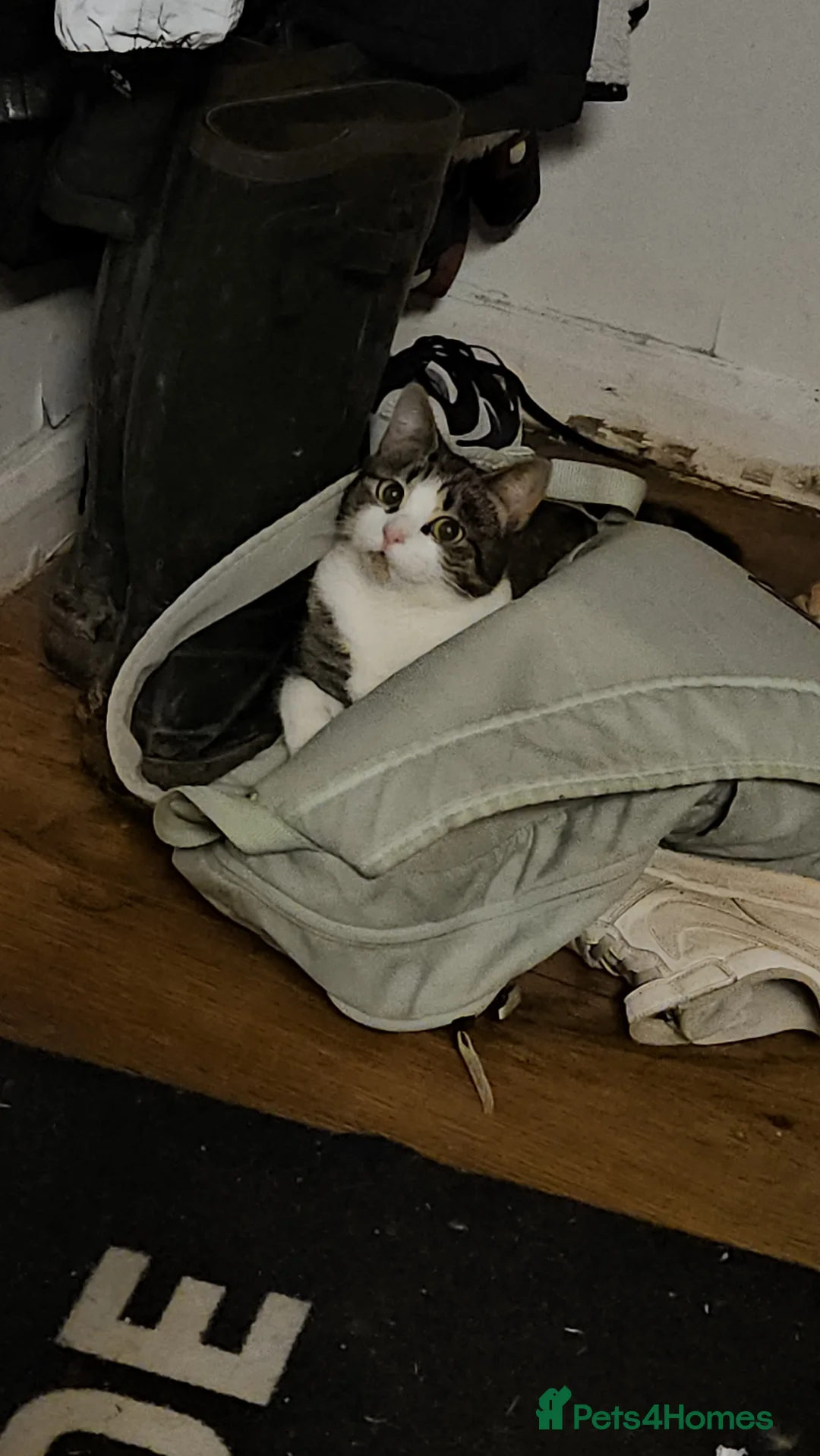 Mixed Breed cats for sale: 3 year old white tabby female. - Advert 3
