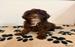 Toy Poodle dogs for sale: Stunning Toy Poodle Puppies For Sale - Advert 9