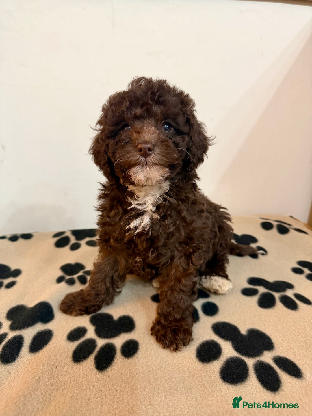 Toy Poodle dogs for sale: Stunning Toy Poodle Puppies For Sale - Advert 9