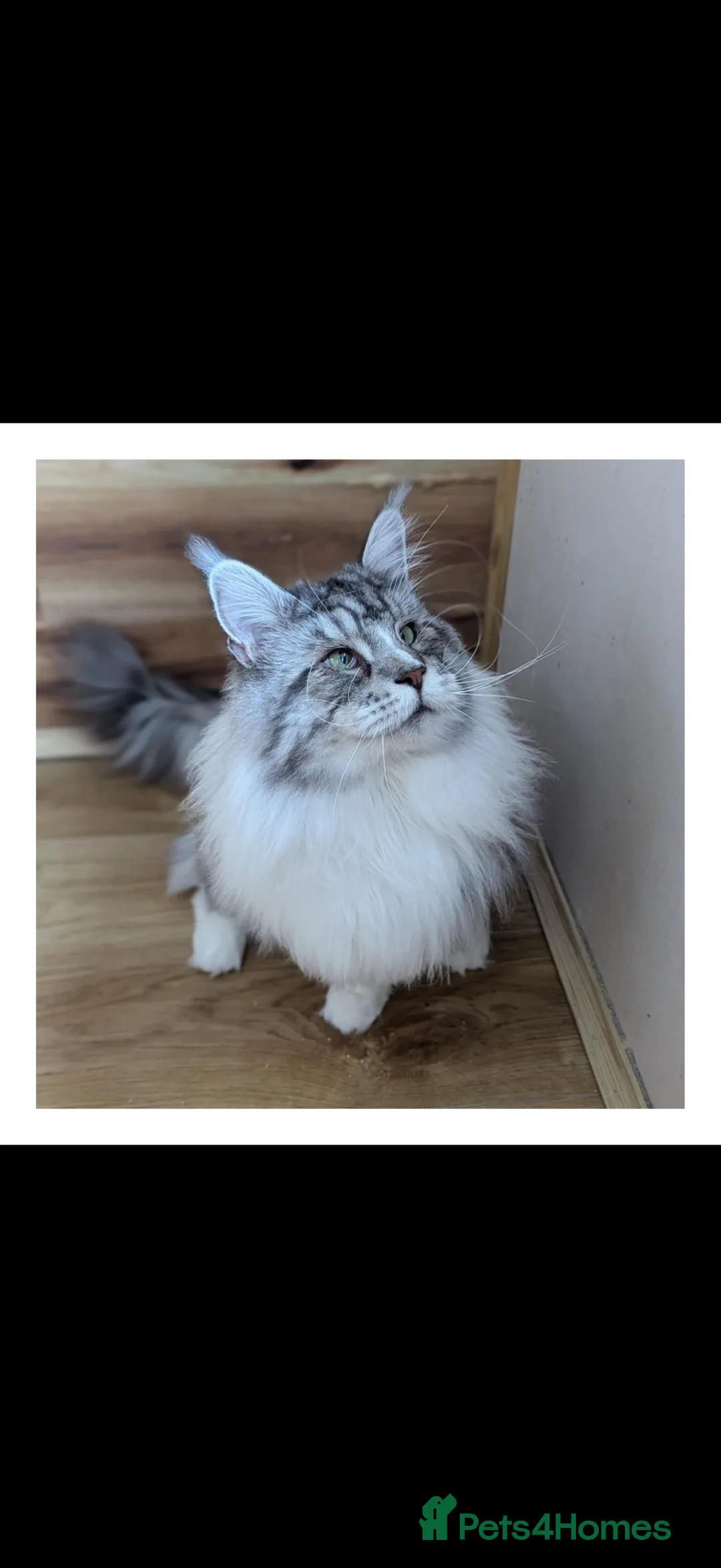 Maine Coon cats for sale: Tica active silver tortie Maine coon queen! - Advert 7