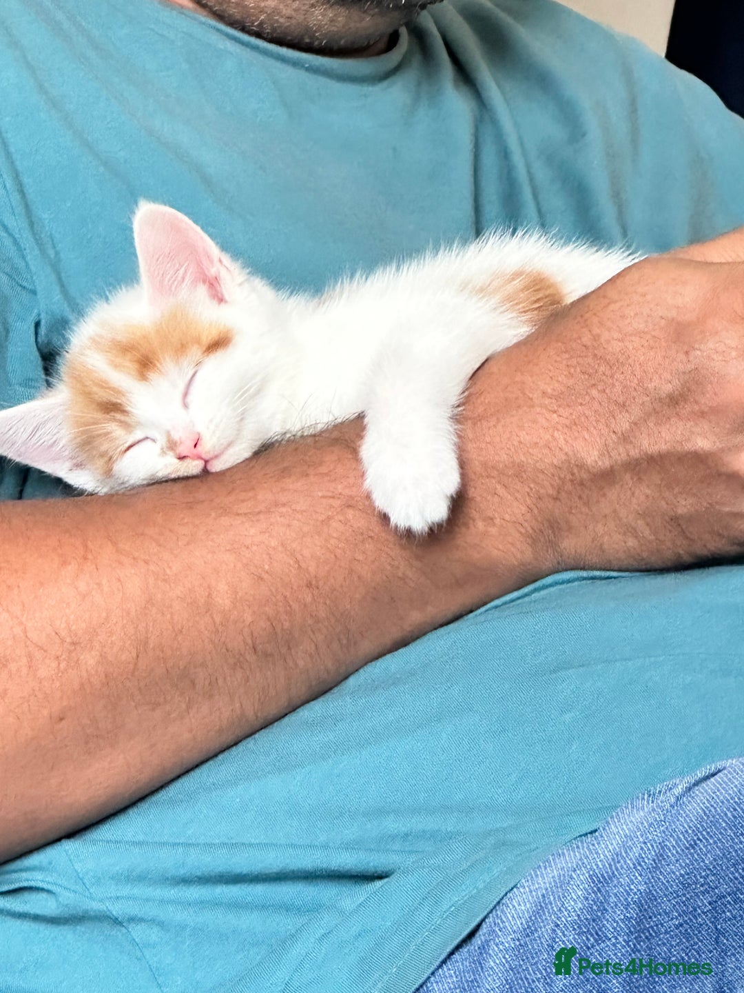 Domestic Shorthair cats for sale: 5 kittens 1 mother - Image 4