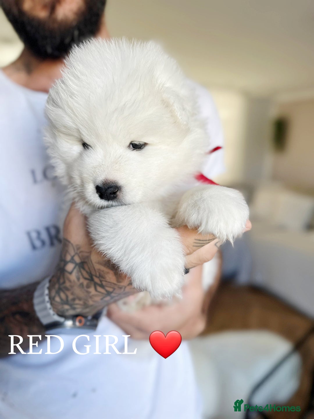 Samoyed dogs for sale: Samoyed puppies KC Registered Champions Bloodline  - Image 8