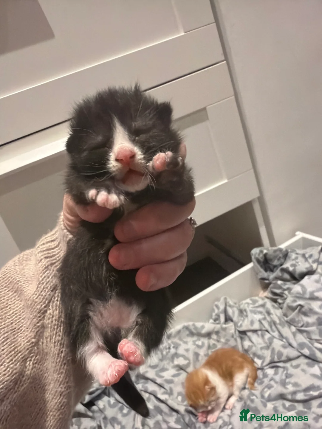 Mixed Breed cats for sale: Stunning kitten for sale  - Advert 6