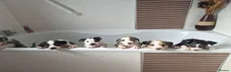 Mixed Breed dogs for sale: Beardie border x blue merle and tri coloured - Advert 8