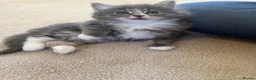 Mixed Breed cats for sale: Maine coon cross ragdoll kittens  - Advert 3