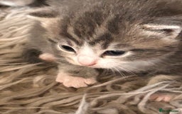 British Longhair cats for sale: British blue cross ragdoll kittens - Image 4