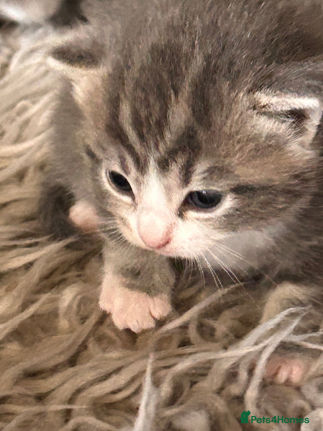British Longhair cats for sale: British blue cross ragdoll kittens - Image 4