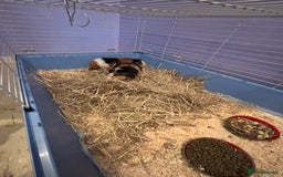 Guinea Pig rodents for sale: 2 bonded male guinea pigs.  - Advert 1