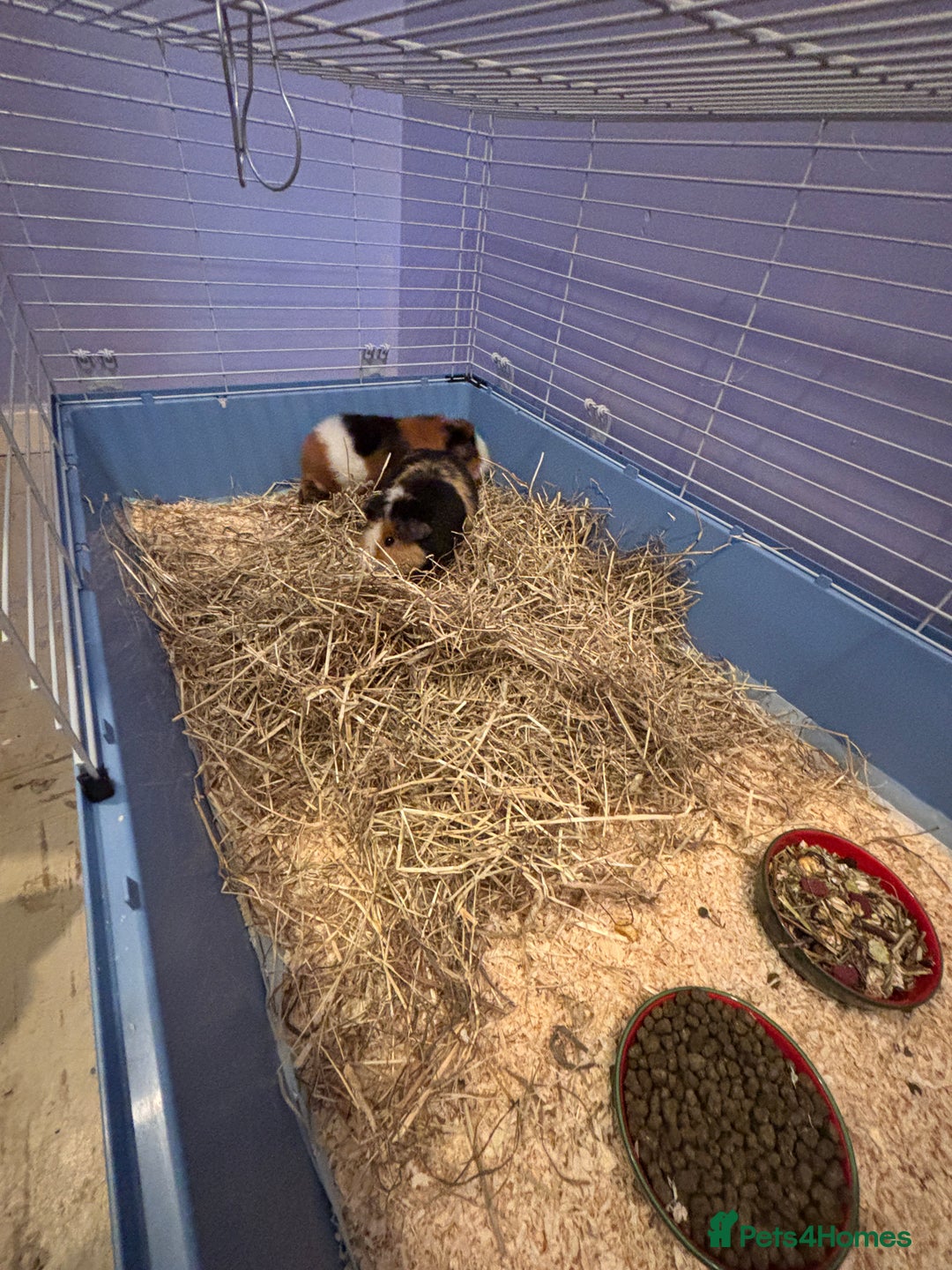 Guinea Pig rodents for sale: 2 bonded male guinea pigs.  - Advert 1