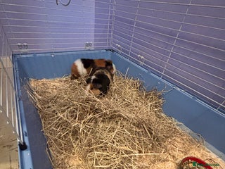 Guinea Pig rodents 2 bonded male guinea pigs. - Advert 2