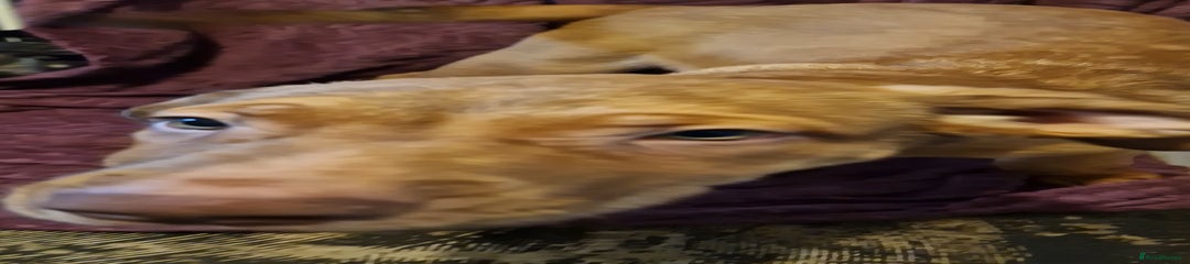 Mixed Breed Puppy 2