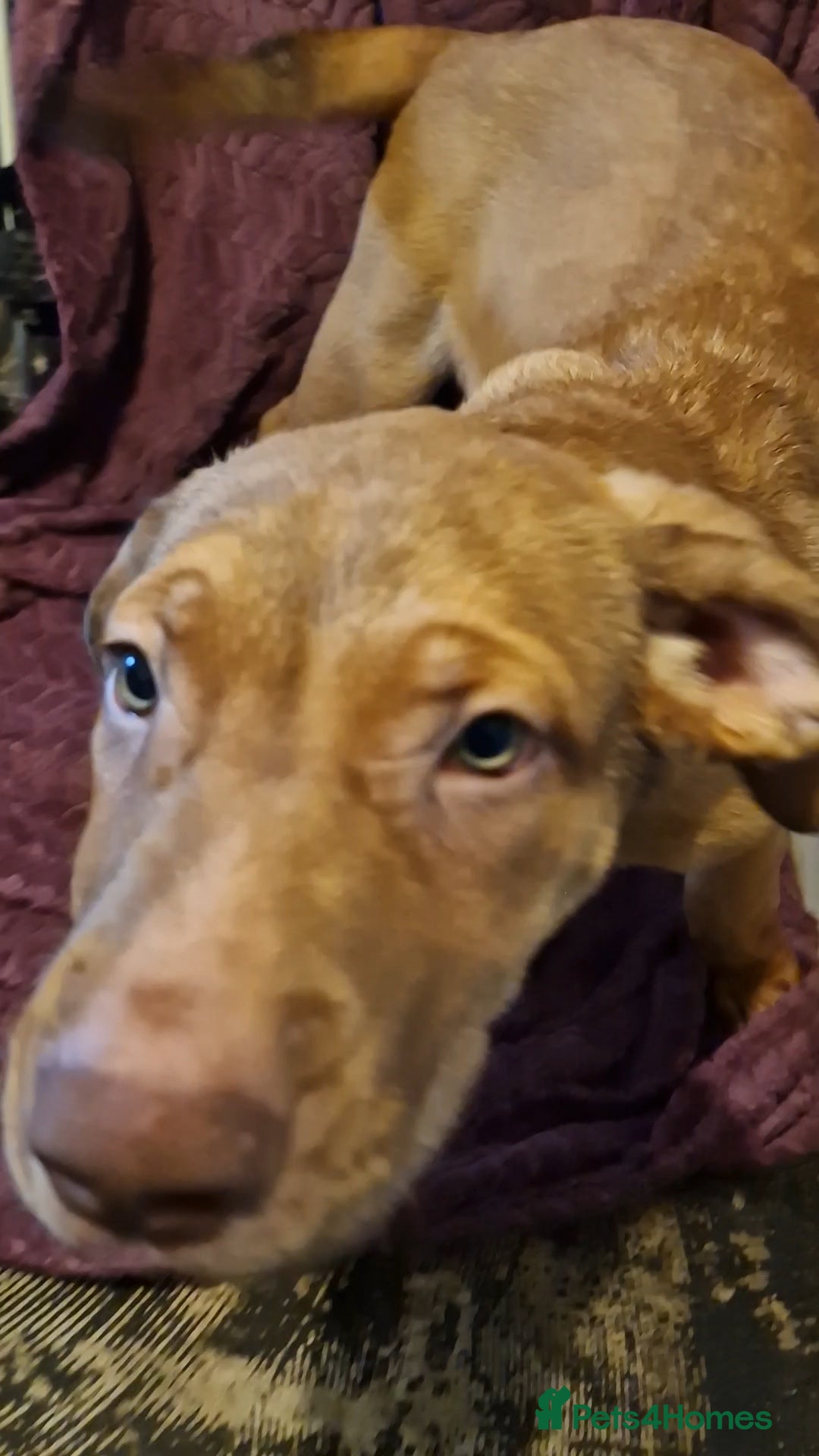 Mixed Breed dogs for sale: German shepard **tiff - Image 3