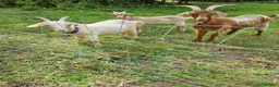 Goats livestock for sale: 3  RGG X BOER goats  - Advert 3