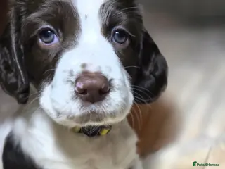 English Springer Spaniel dogs Health Tested KC English Springer Spaniel puppies - Advert 6