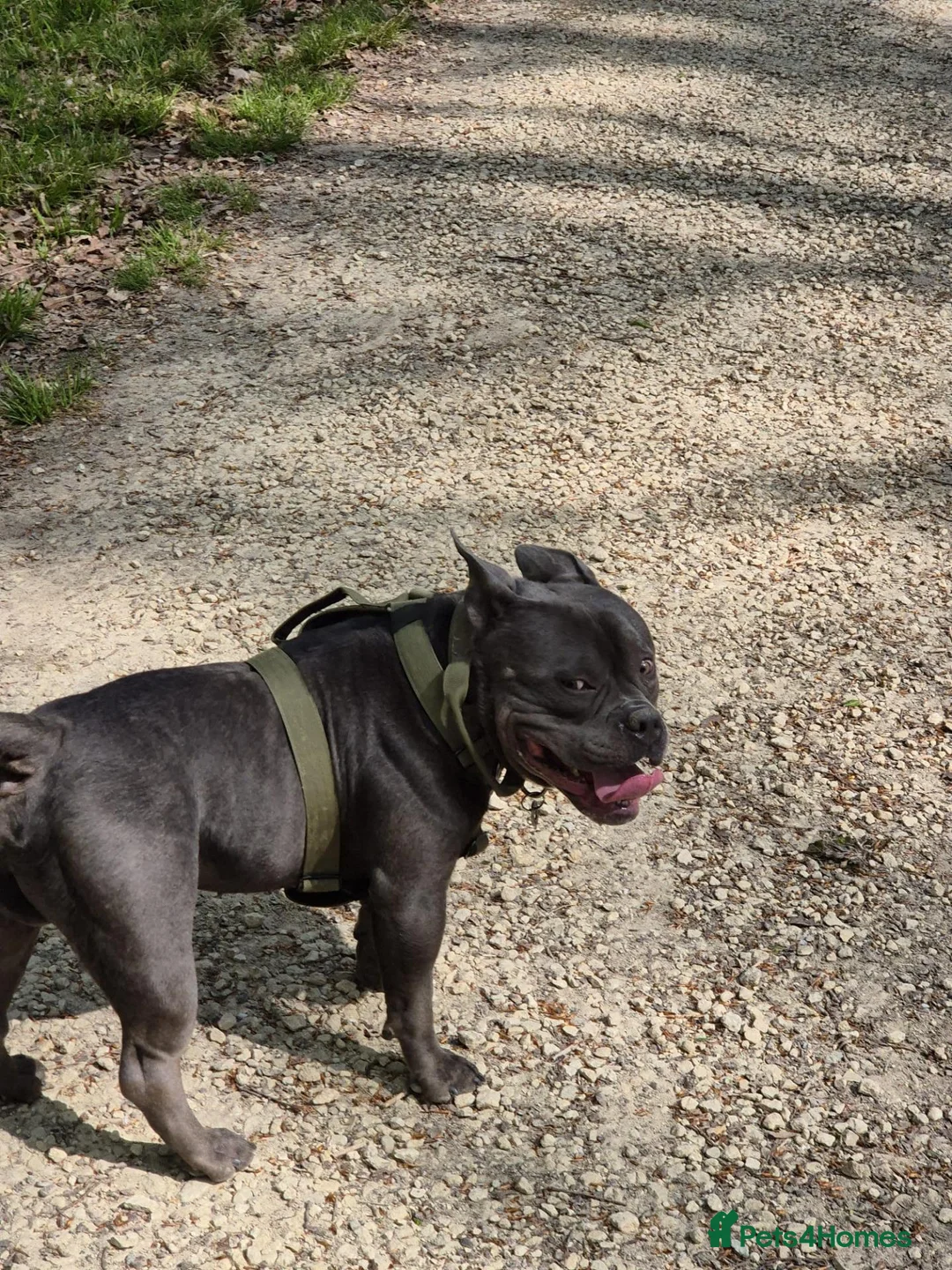American Bully dogs for sale: Jax the pocket bully - Advert 2