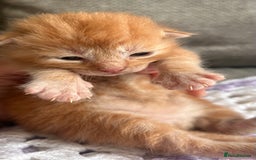 Maine Coon cats for sale: Maine coon x BSH babies  - Image 4