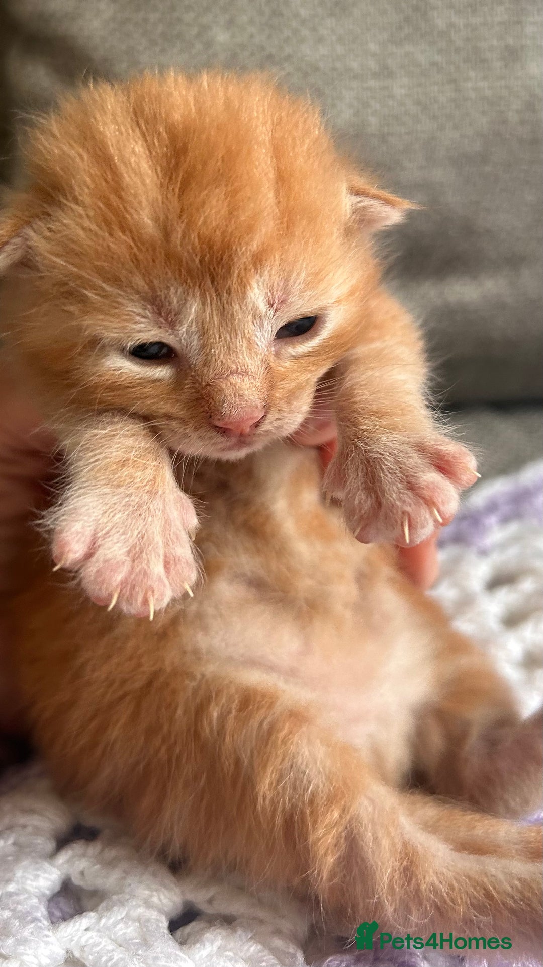 Maine Coon cats for sale: Maine coon x BSH babies  - Image 4