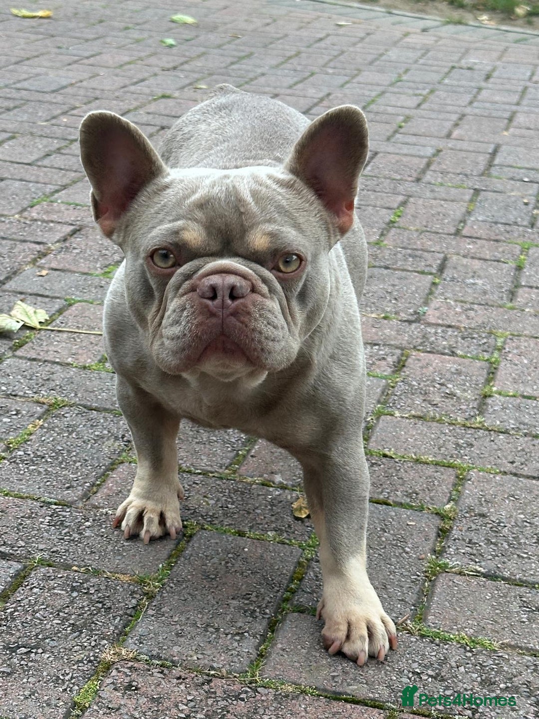 French Bulldog dogs for sale: Lovely French Bulldog girl ready for her new home - Image 5