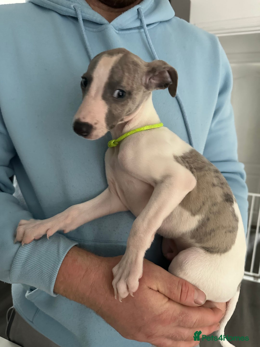 Whippet dogs for sale: whippet puppies - Advert 2
