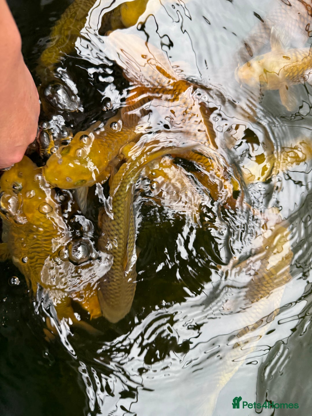 Koi Carp fish for sale: Chagoi koi carp - Image 3