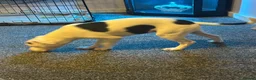 Mixed Breed dogs for sale: Gorgeous little girl  - Advert 2